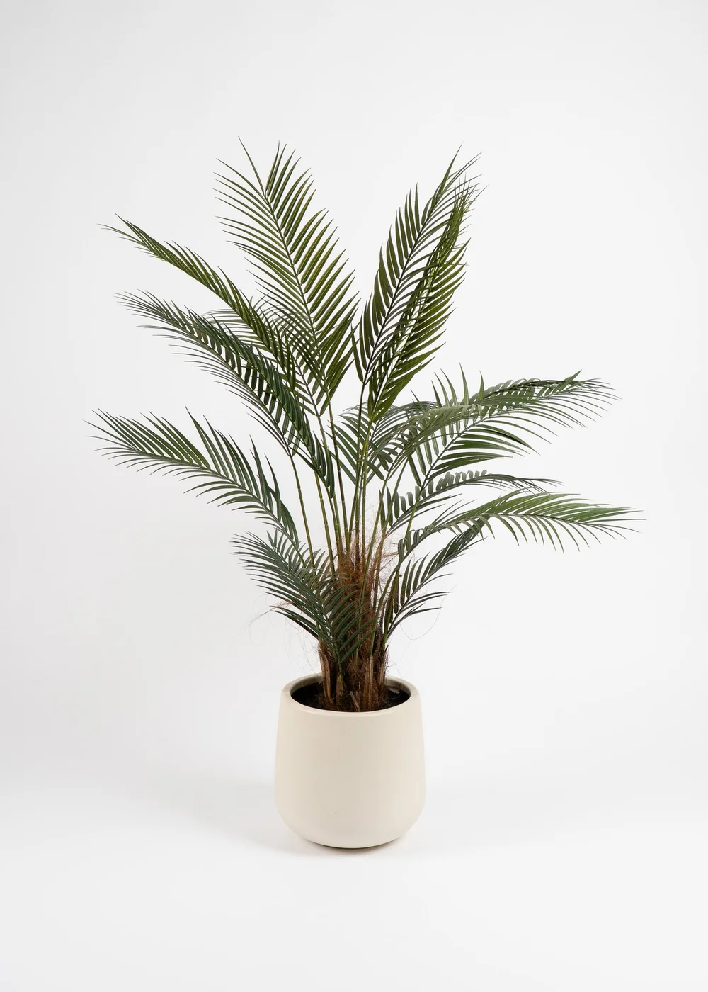 Scottish Everlastings Palm Tree in White Pot 125cm - One Size Image 2