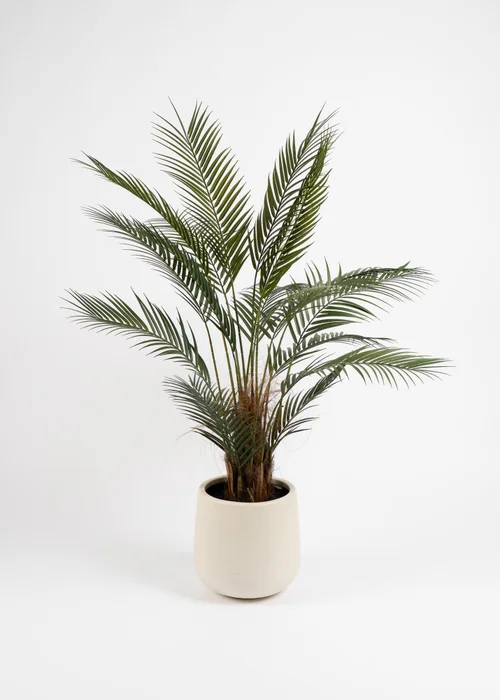 Scottish Everlastings Palm Tree in White Pot 125cm - One Size Image 2