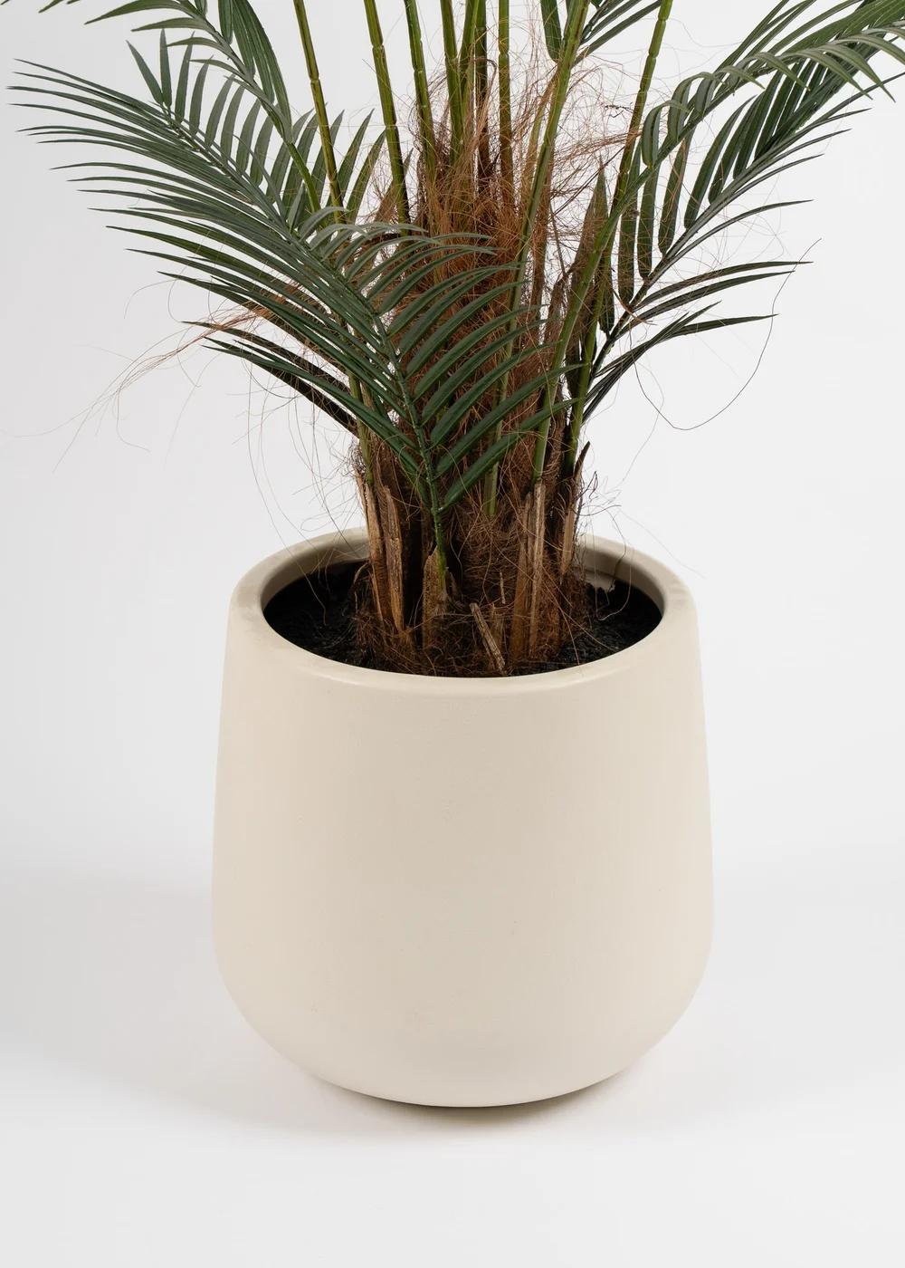 Scottish Everlastings Palm Tree in White Pot 125cm - One Size Image 3
