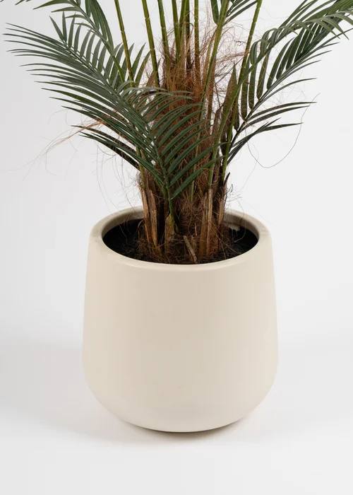 Scottish Everlastings Palm Tree in White Pot 125cm - One Size Image 3