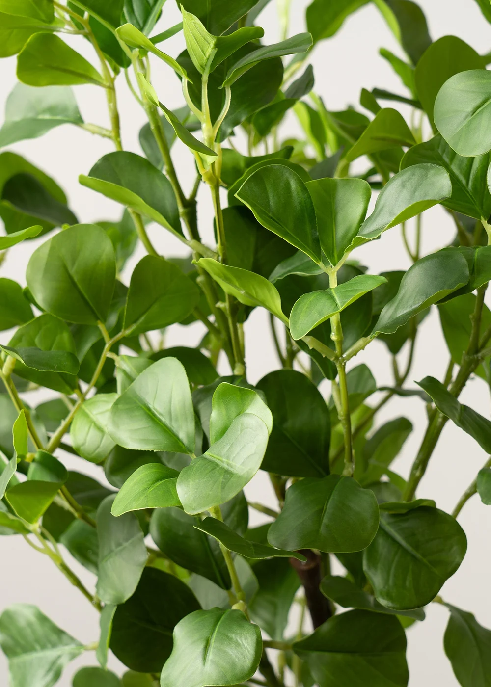 Scottish Everlastings Heart-leaf Ficus Tree in White Pot 75cm - One Size Image 3