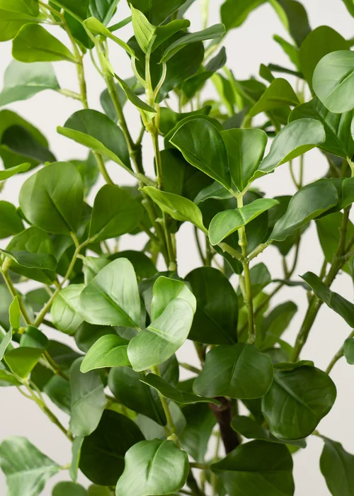 Scottish Everlastings Heart-leaf Ficus Tree in White Pot 75cm - One Size Image 3