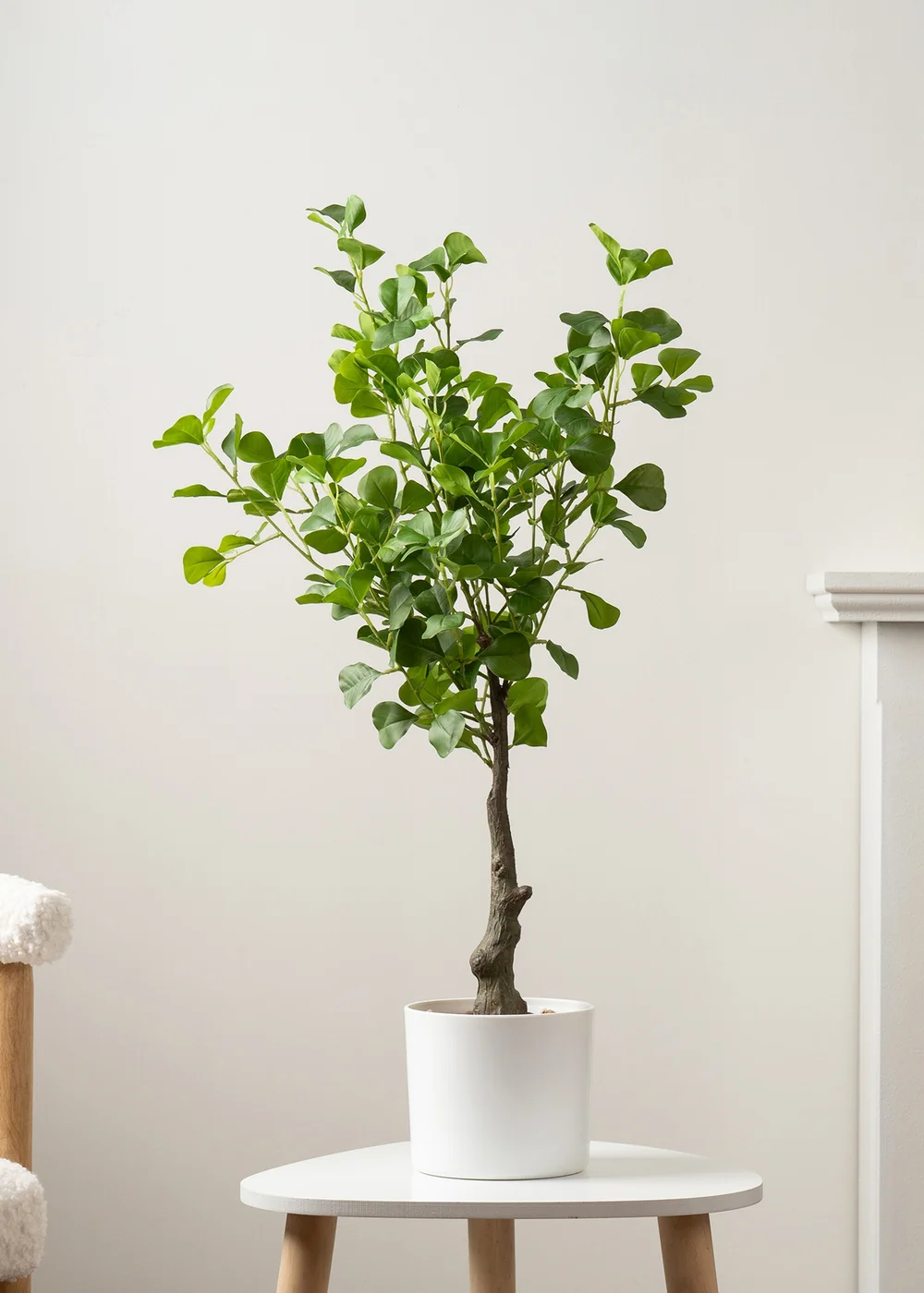 Scottish Everlastings Heart-leaf Ficus Tree in White Pot 75cm - One Size Image 1