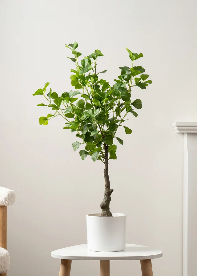 Scottish Everlastings Heart-leaf Ficus Tree in White Pot 75cm
