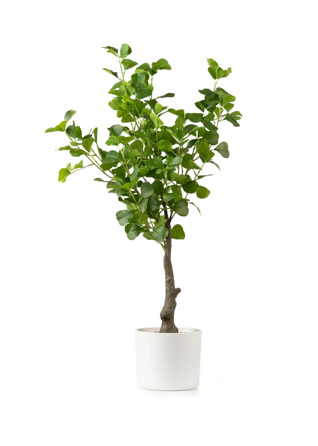 Scottish Everlastings Heart-leaf Ficus Tree in White Pot 75cm