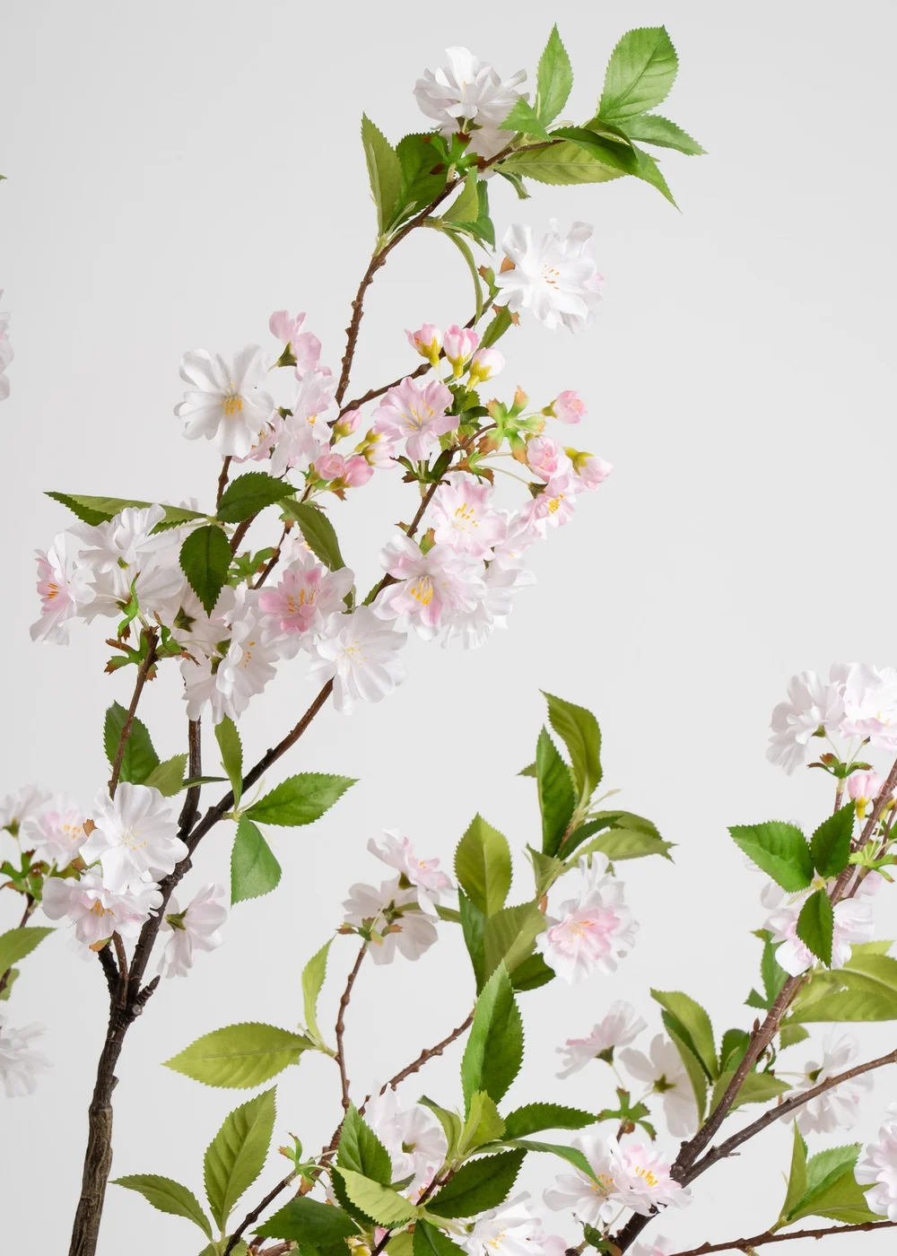 Scottish Everlastings Pink Cherry Blossom Tree 180cm - One Size Image 3