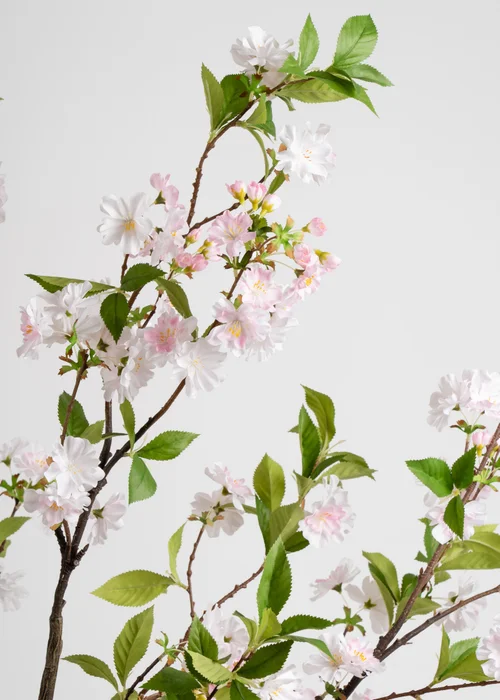 Scottish Everlastings Pink Cherry Blossom Tree 180cm - One Size Image 3