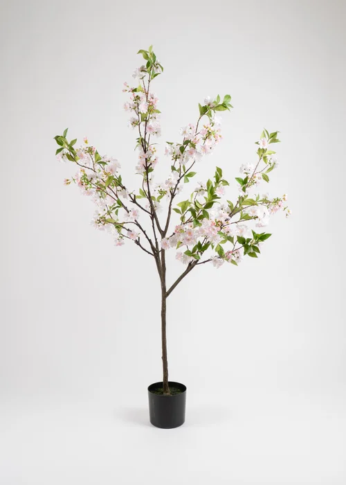 Scottish Everlastings Pink Cherry Blossom Tree 180cm - One Size Image 2
