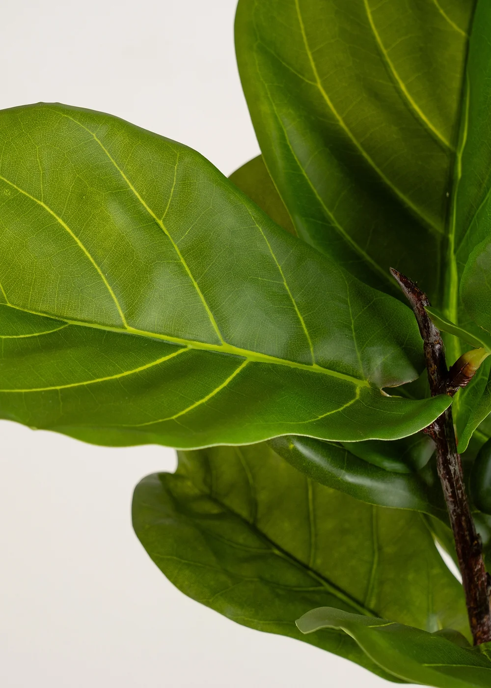 Scottish Everlastings Real Touch Fiddleleaf Fig Tree in Chunky White Pot 75cm - One Size Image 3