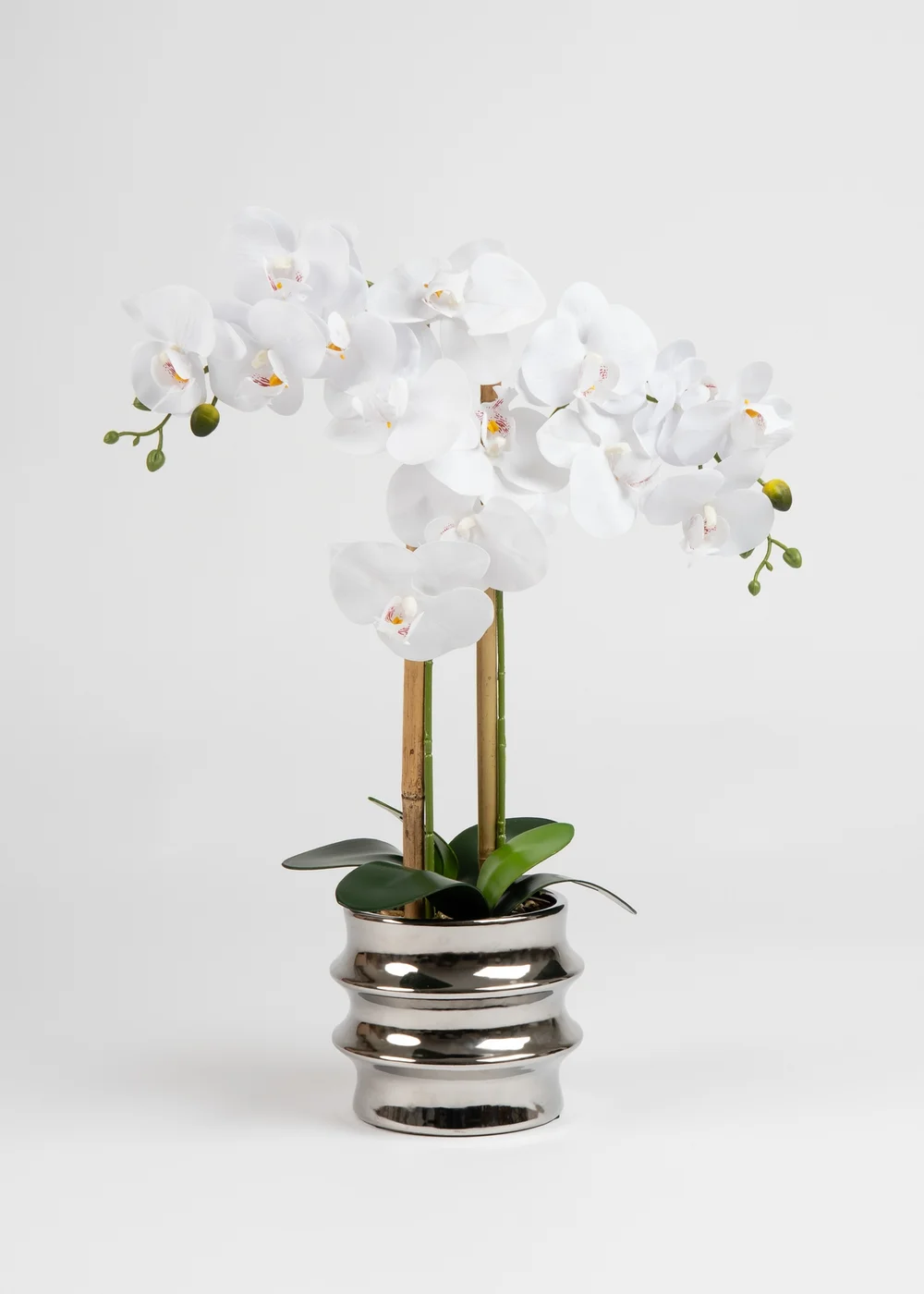 Scottish Everlastings White Orchid in Silver Ceramic Pot 54cm - One Size Image 2