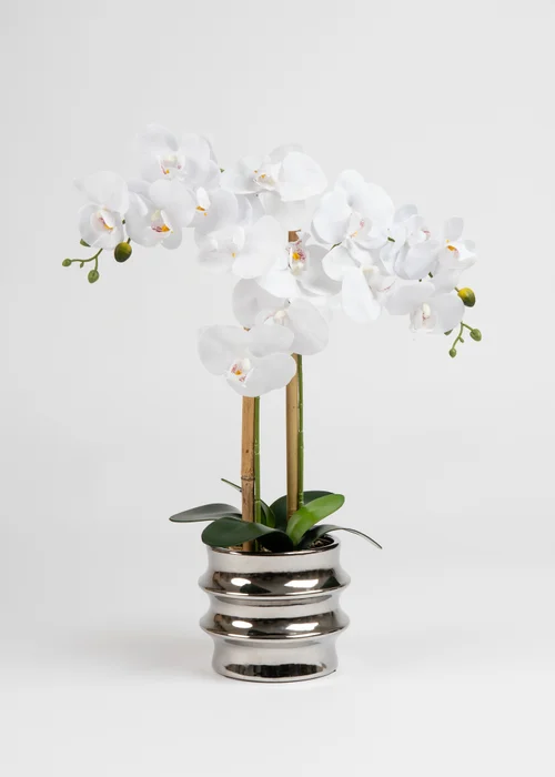 Scottish Everlastings White Orchid in Silver Ceramic Pot 54cm - One Size Image 2