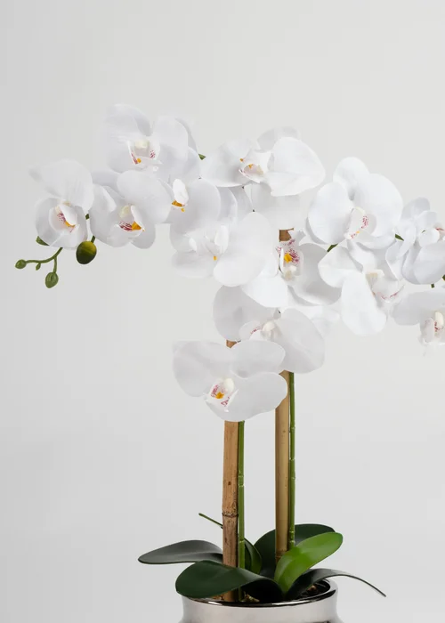Scottish Everlastings White Orchid in Silver Ceramic Pot 54cm - One Size Image 3
