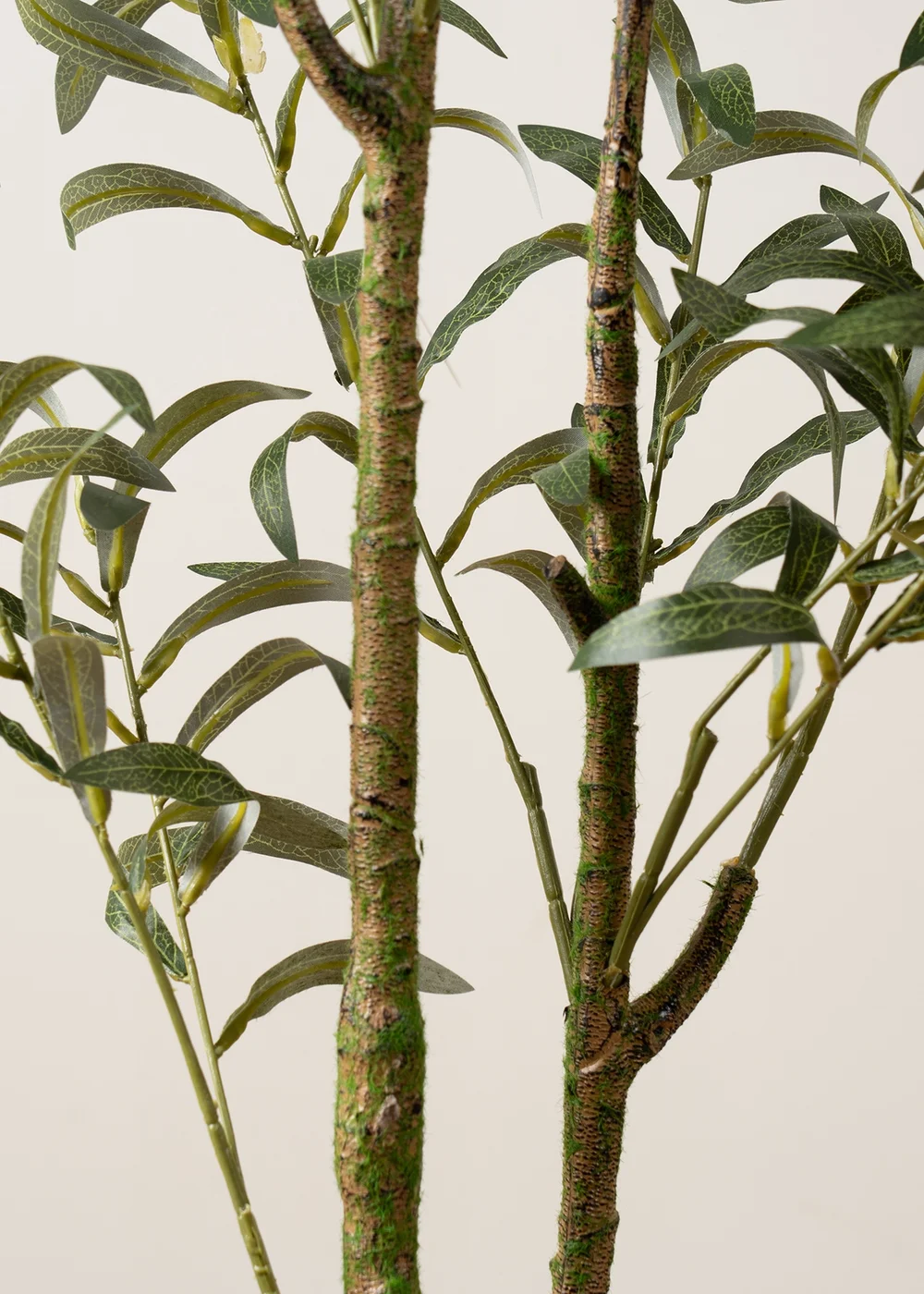 Scottish Everlastings Slim Silhouette Olive Tree 130cm - One Size Image 3