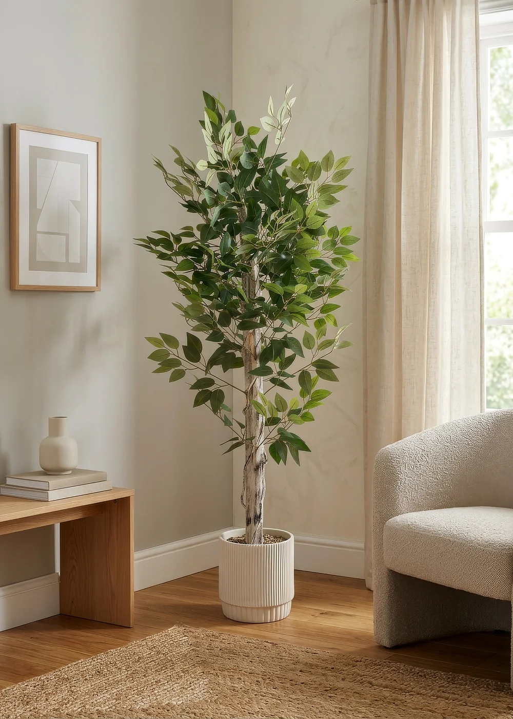 Scottish Everlastings Ficus Tree in cement pot 160cm - One Size Image 1