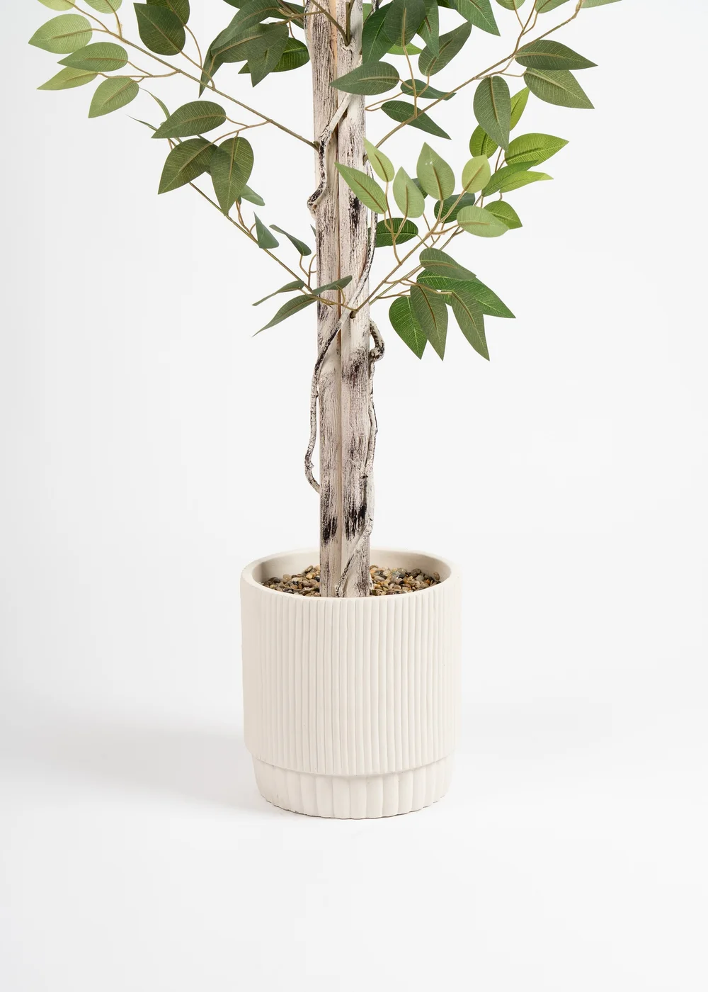 Scottish Everlastings Ficus Tree in cement pot 160cm - One Size Image 3