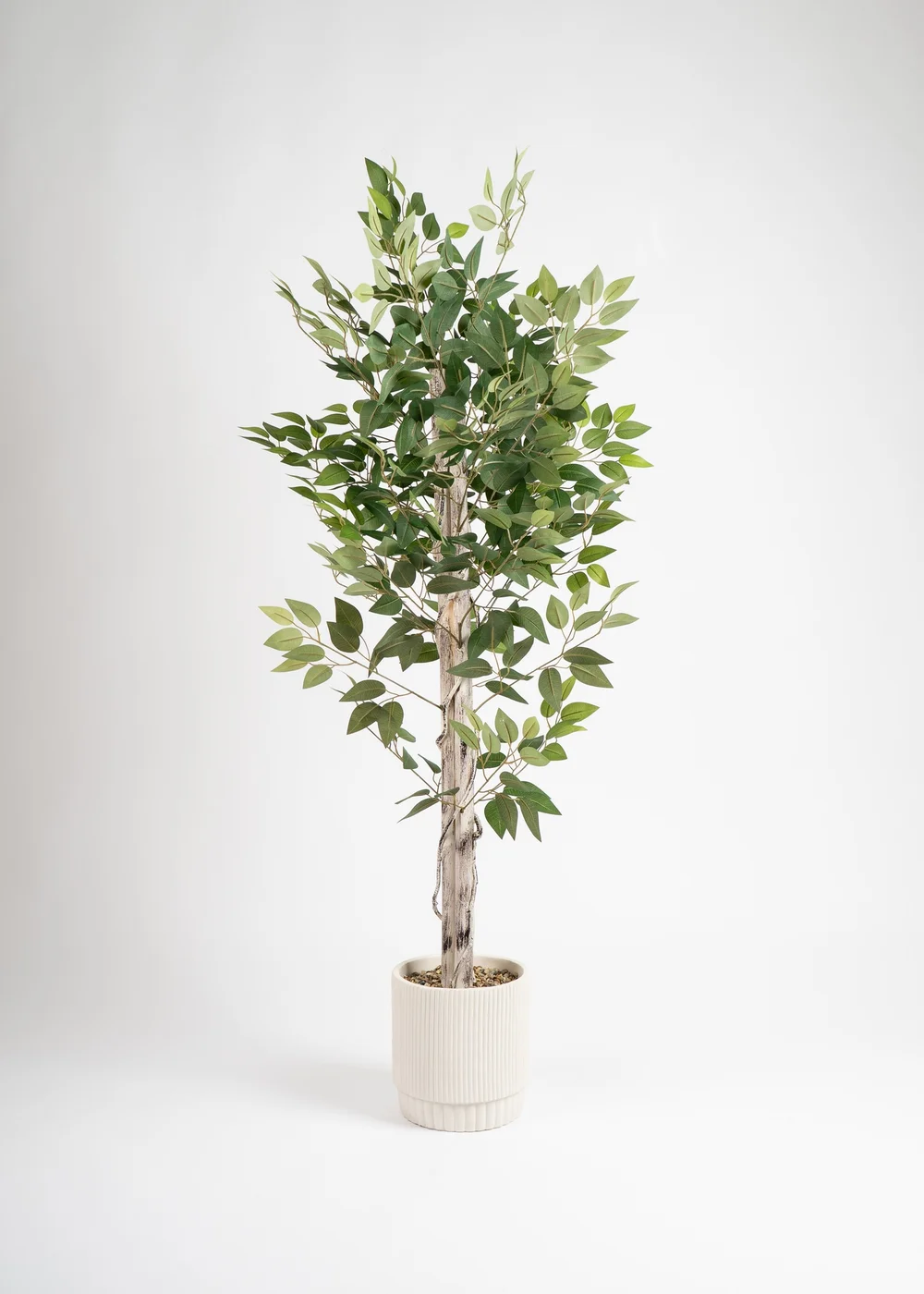 Scottish Everlastings Ficus Tree in cement pot 160cm - One Size Image 2