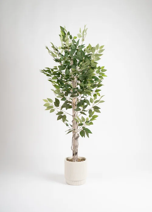 Scottish Everlastings Ficus Tree in cement pot 160cm - One Size Image 2