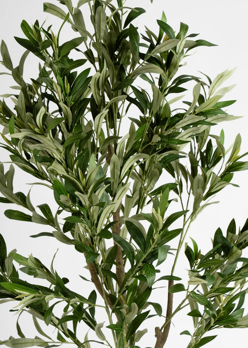 Scottish Everlastings Olive Tree 190cm - One Size Image 3