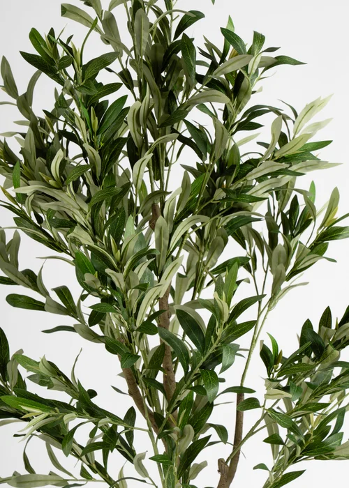 Scottish Everlastings Olive Tree 190cm - One Size Image 3