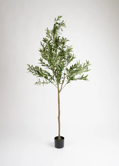 Scottish Everlastings Olive Tree 190cm - One Size Image 2