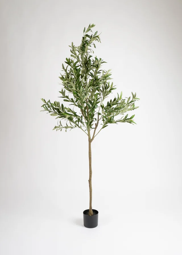 Scottish Everlastings Olive Tree 190cm