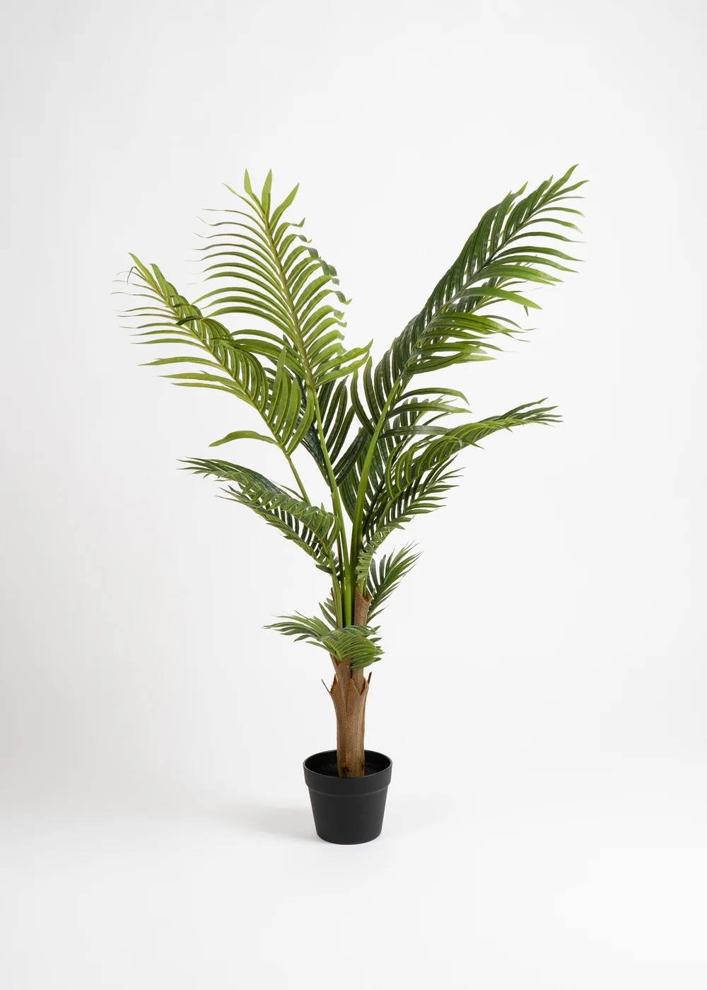 Scottish Everlastings Kwai Tree 120cm - One Size Image 2