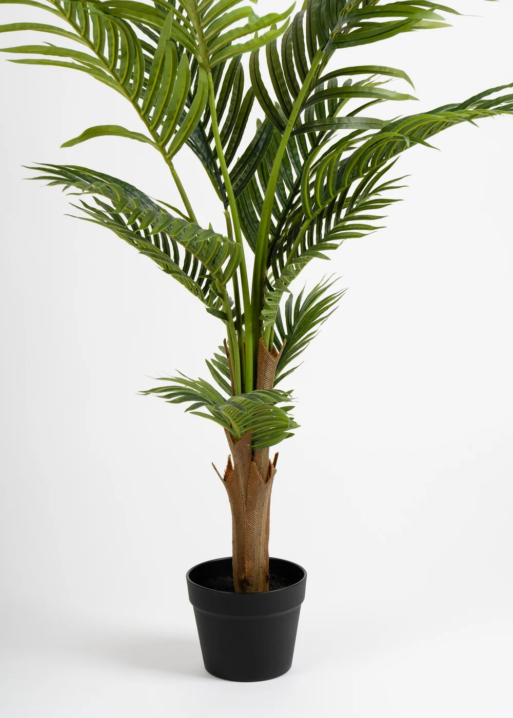Scottish Everlastings Kwai Tree 120cm - One Size Image 3