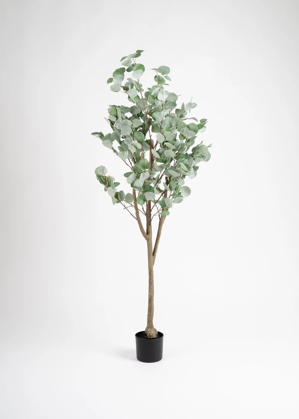 Scottish Everlastings Eucalyptus Tree 150cm - One Size Image 2