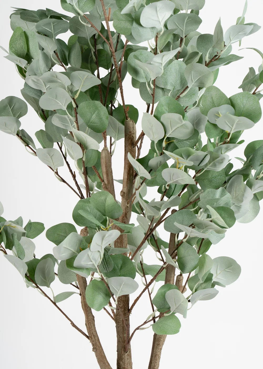 Scottish Everlastings Eucalyptus Tree 150cm - One Size Image 3