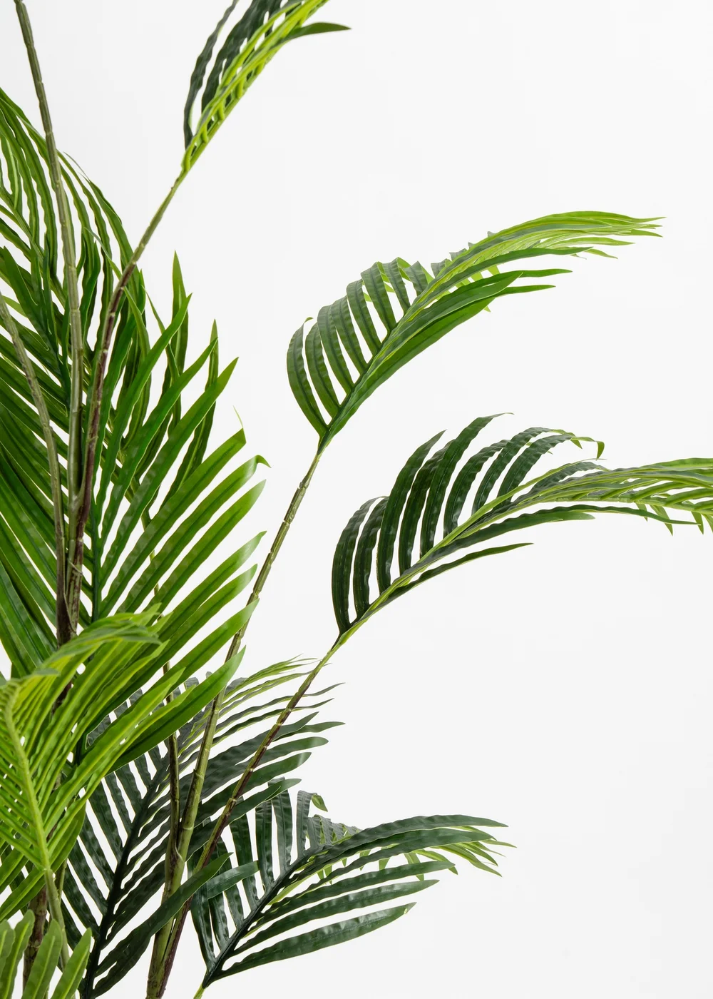 Scottish Everlastings Real Touch Pearl Palm Tree 180cm - One Size Image 3