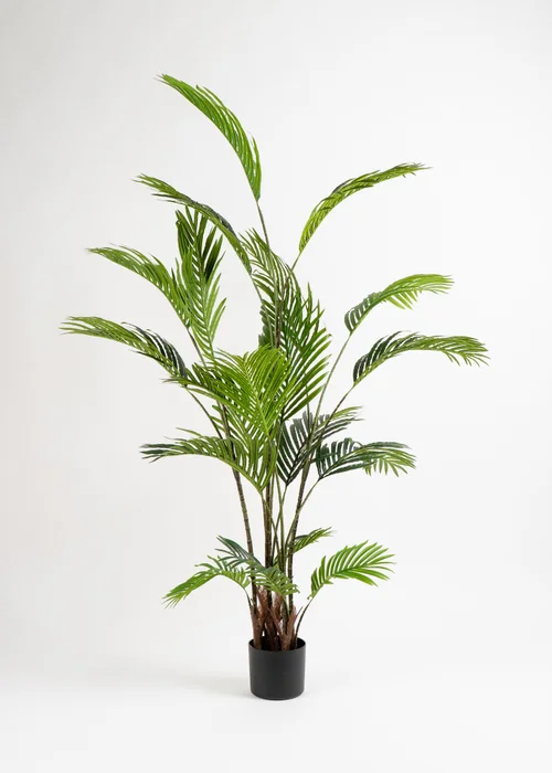 Scottish Everlastings Real Touch Pearl Palm Tree 180cm - One Size Image 2