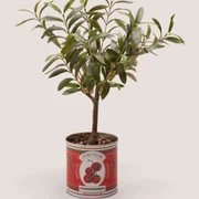 Artificial Plants & Flowers